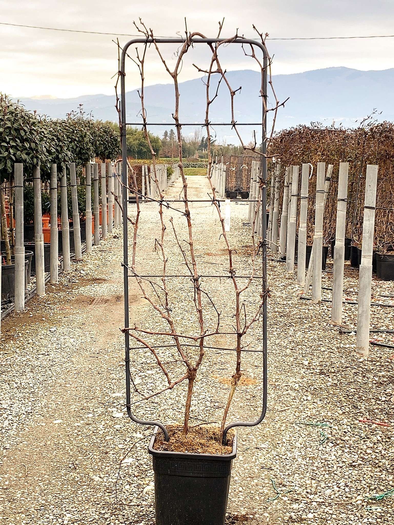 1645809046 8 Vitis vinifera en Vari t s Vqlt 25 150x055 Pleached 55 00 1 3faad484