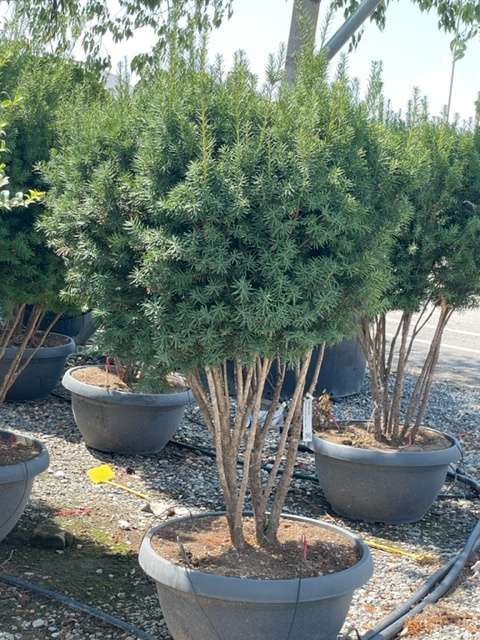 1661591187 TAXUS HILLI 150 175 3f6e2599