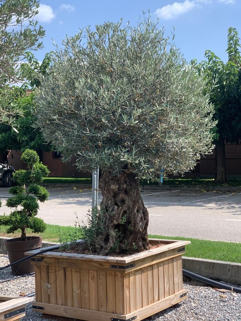 1661592638 olea europaea vieux troncs klt art29 3f4169a4