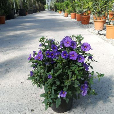 SOLANUM rantonnetii