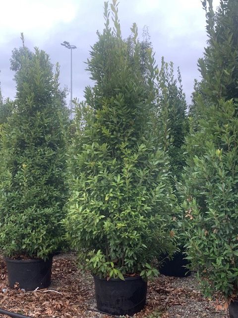 1612445014 IMG 9631 4001bb88