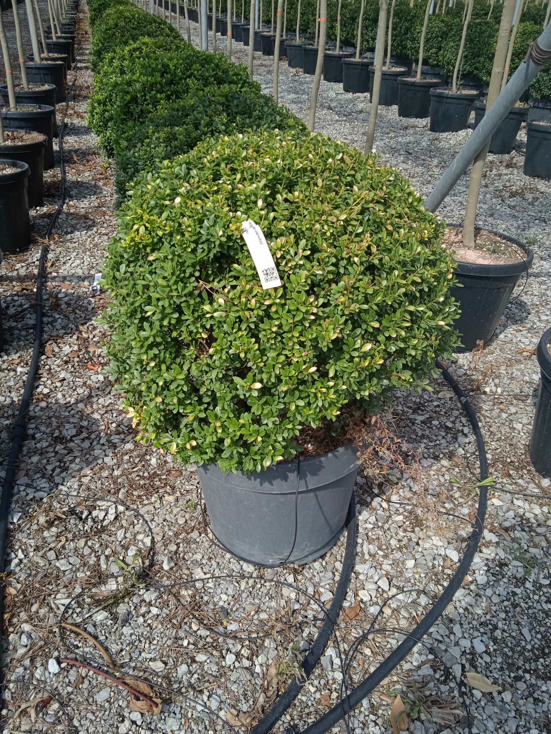 1662125009 scaled 40a7696e