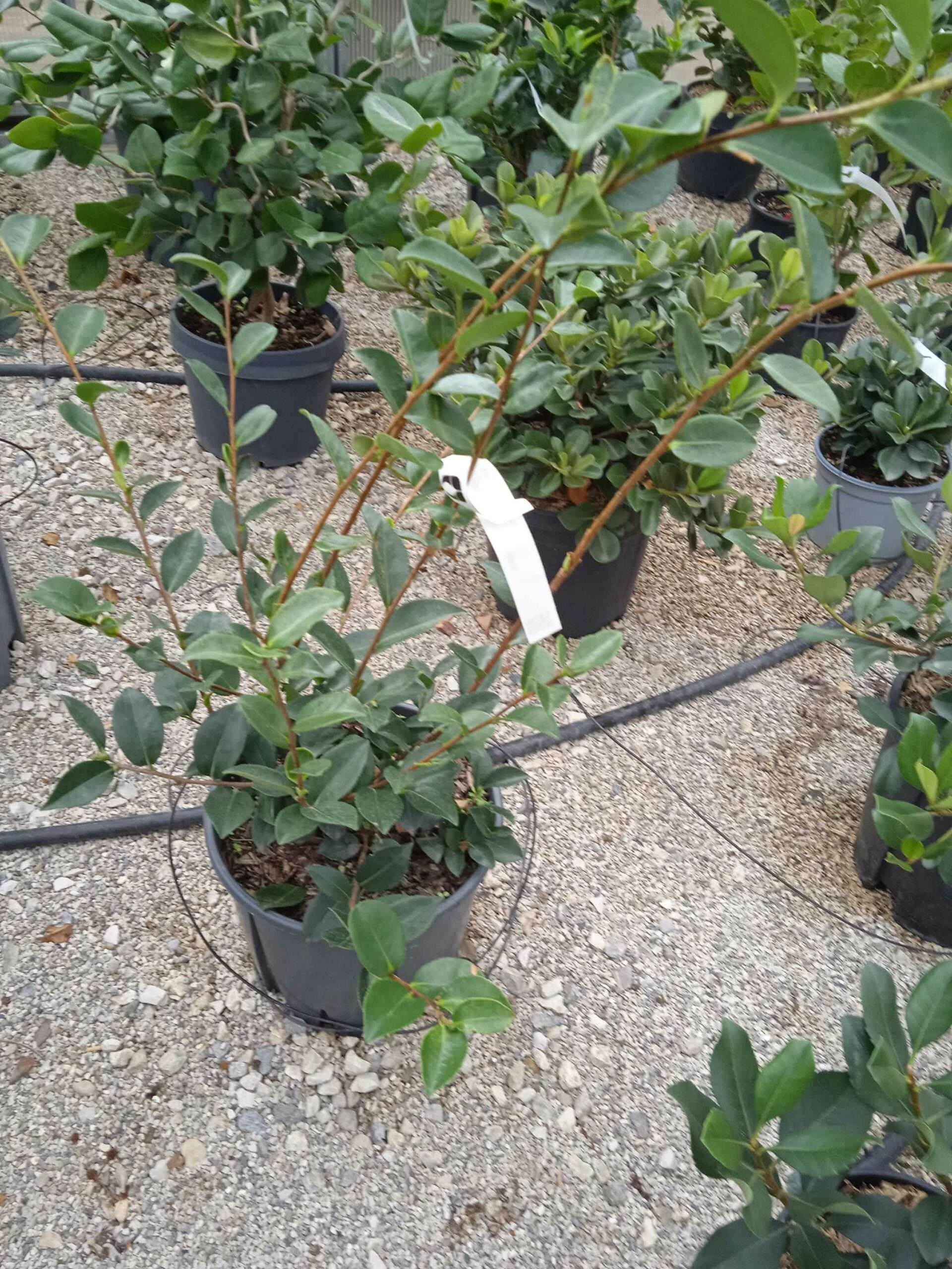 1662188694 scaled 40c9c9c0