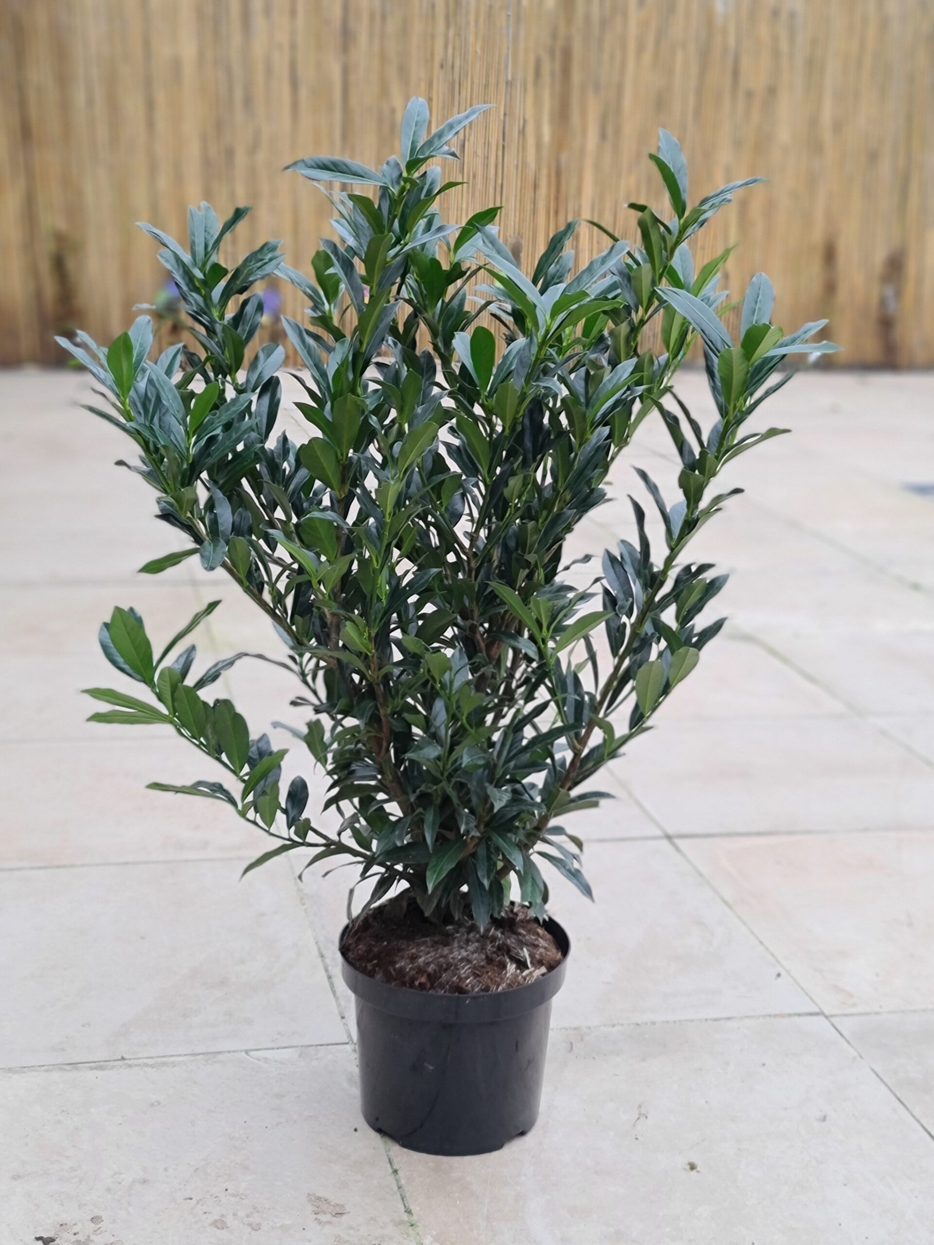 Prunus Otto Supreme 2 scaled 400b4b1c