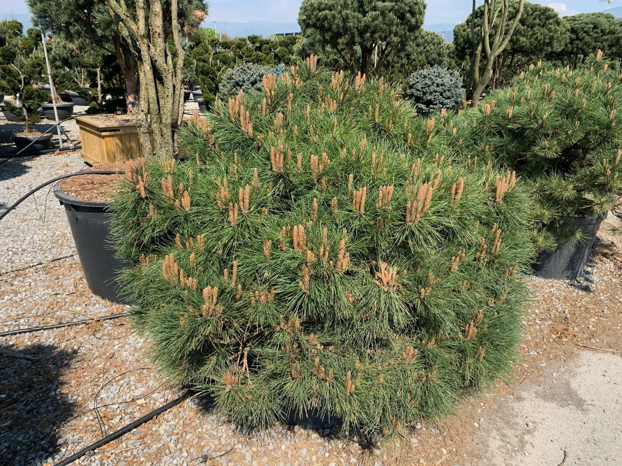 1618930616 01a7689ed7614775064eb49090aa747b31feda16a9 4132be29