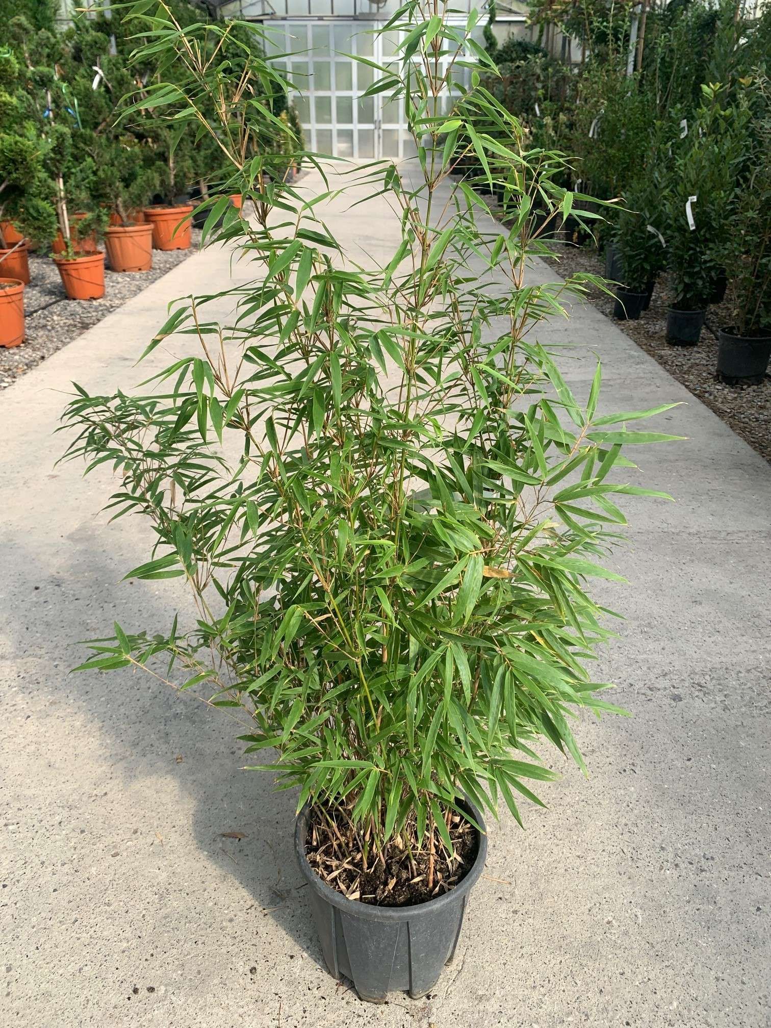 1633770207 WENCH 41725f3f