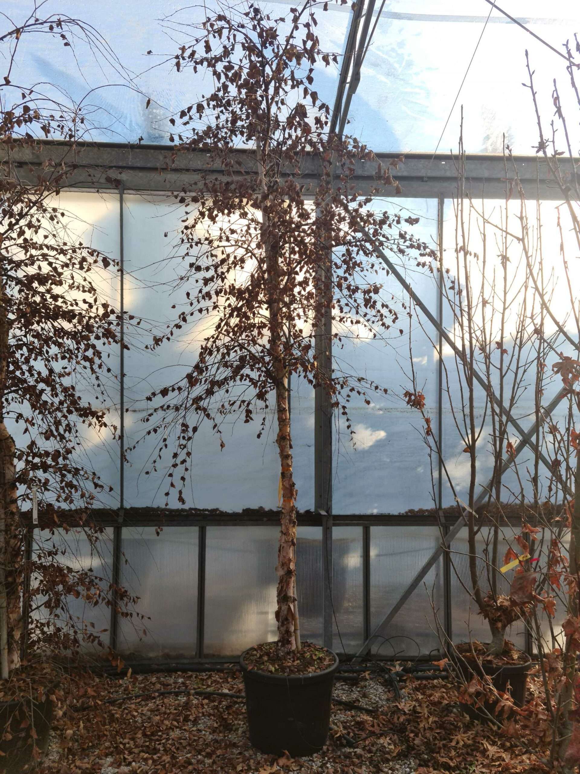 1639471832 scaled 4120da63