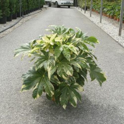 FATSIA japonica 'Variegata'