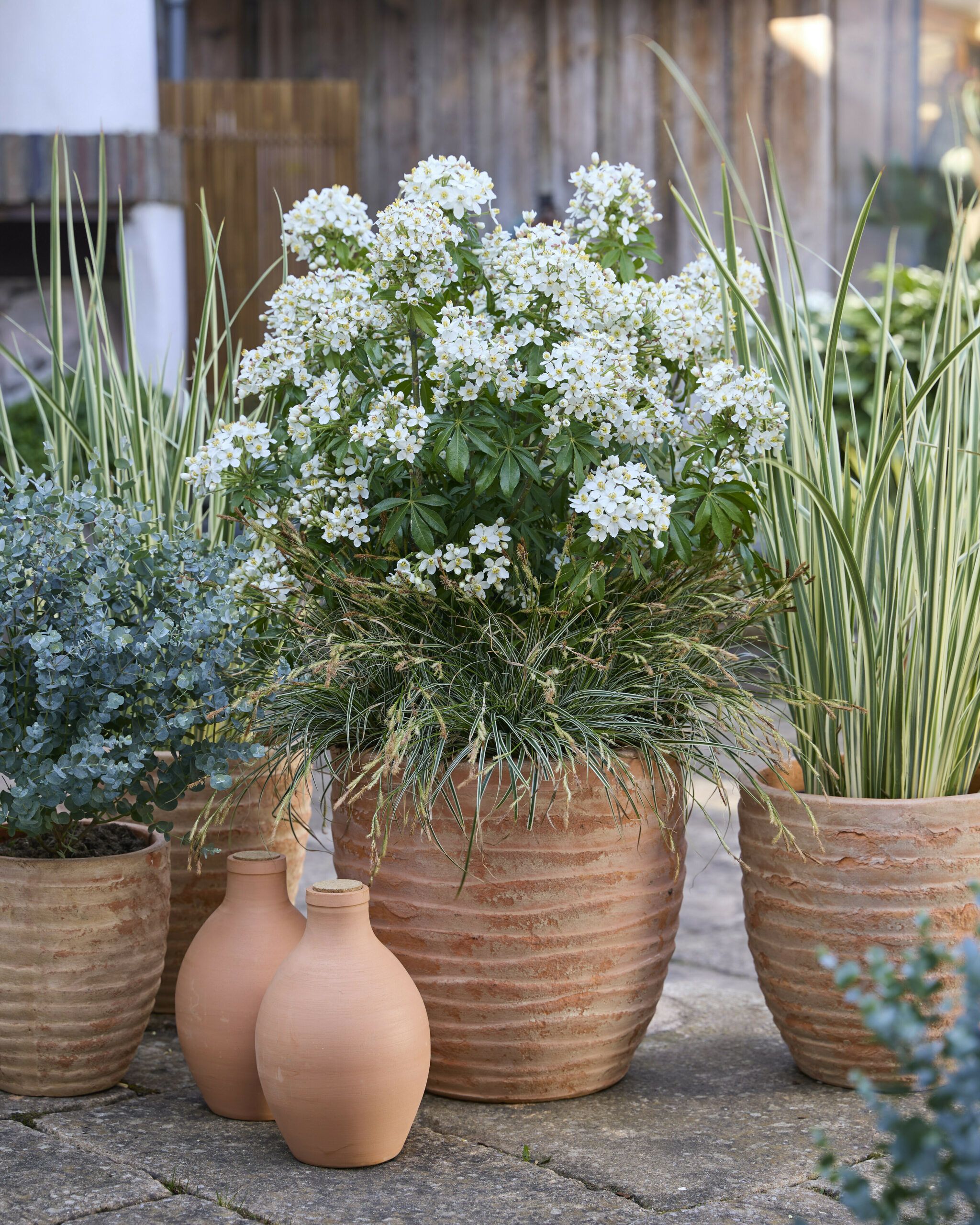 CHOISYA ternata 'Greenfingers' ®