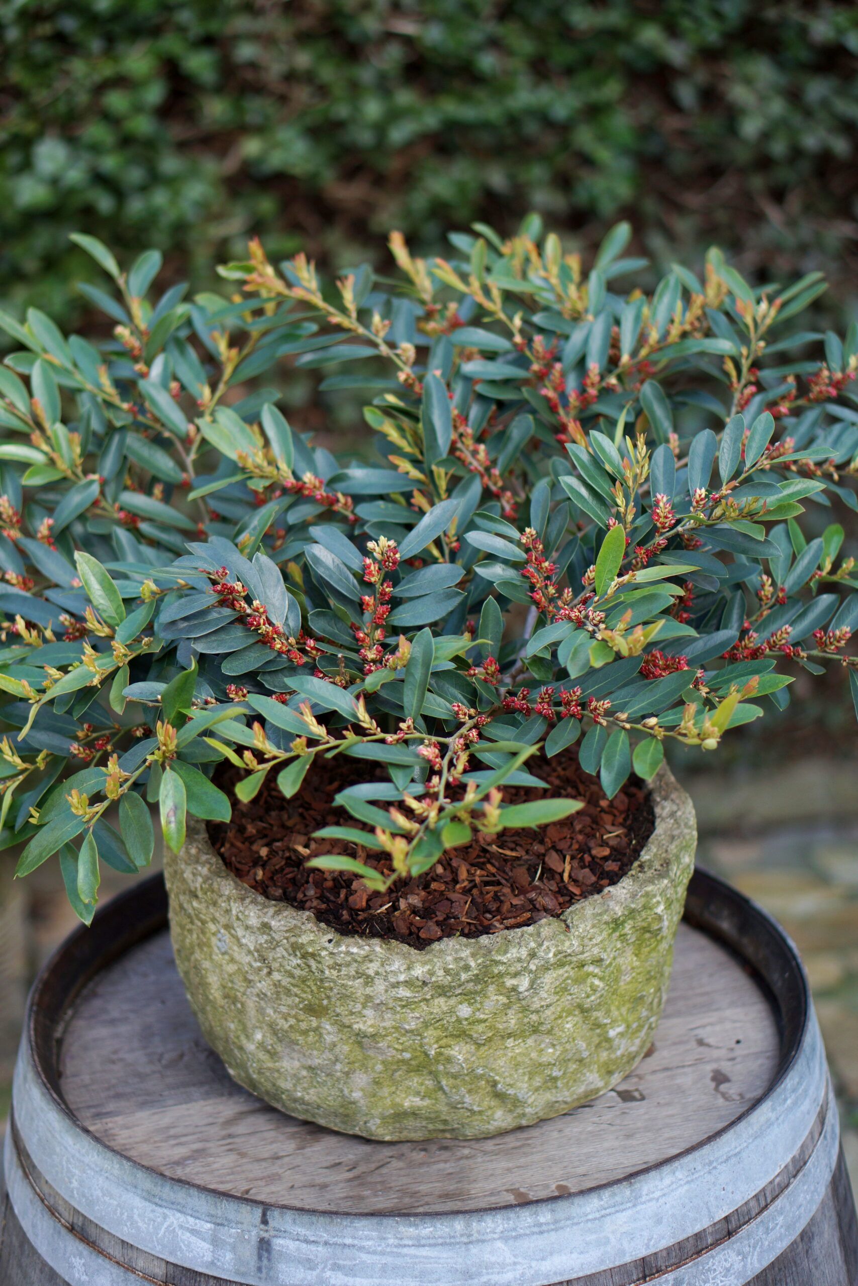 Distylium Blue Cascade 6 scaled 4189608f