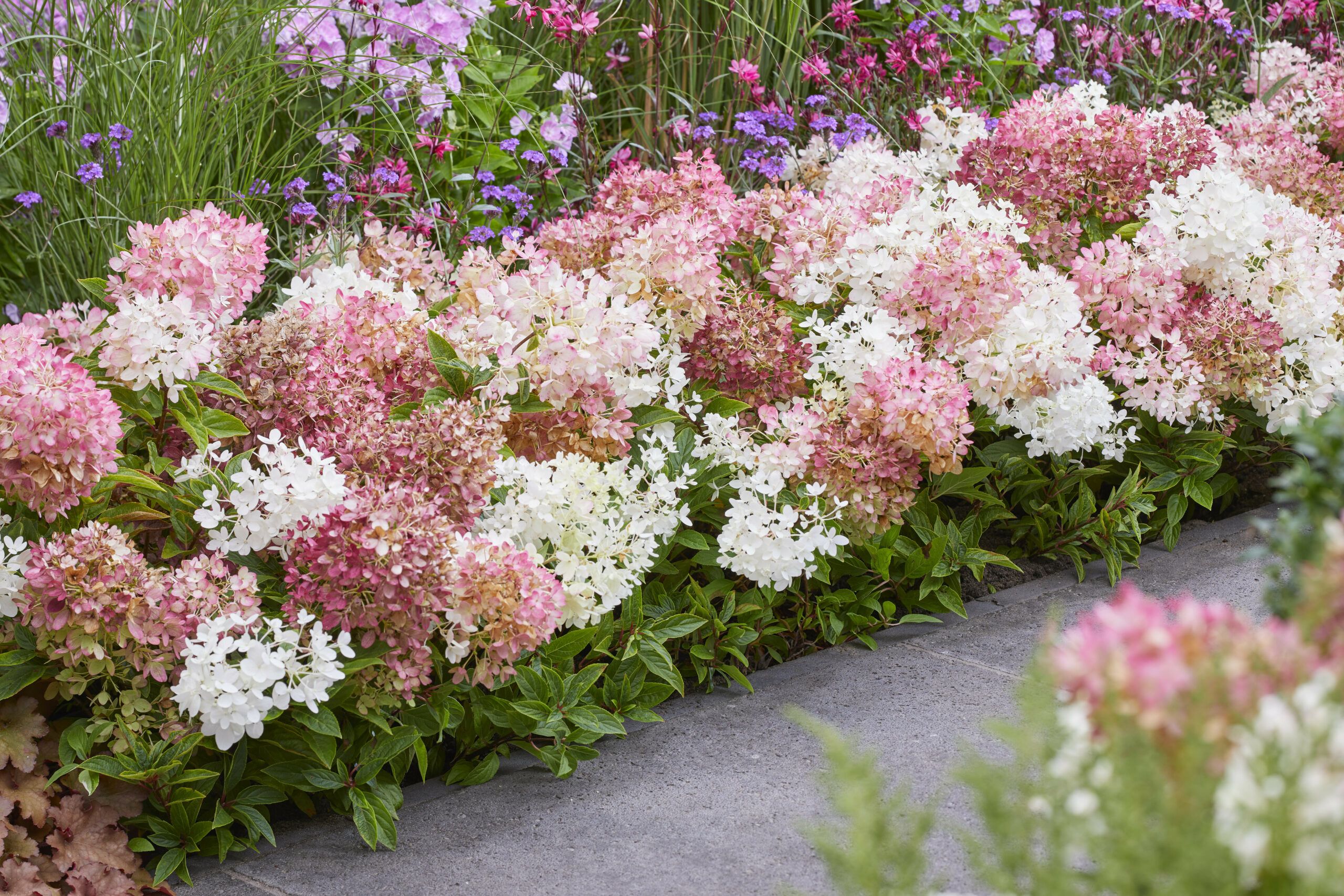 Hydrangea Groundbreaker 35 scaled 41ddc778