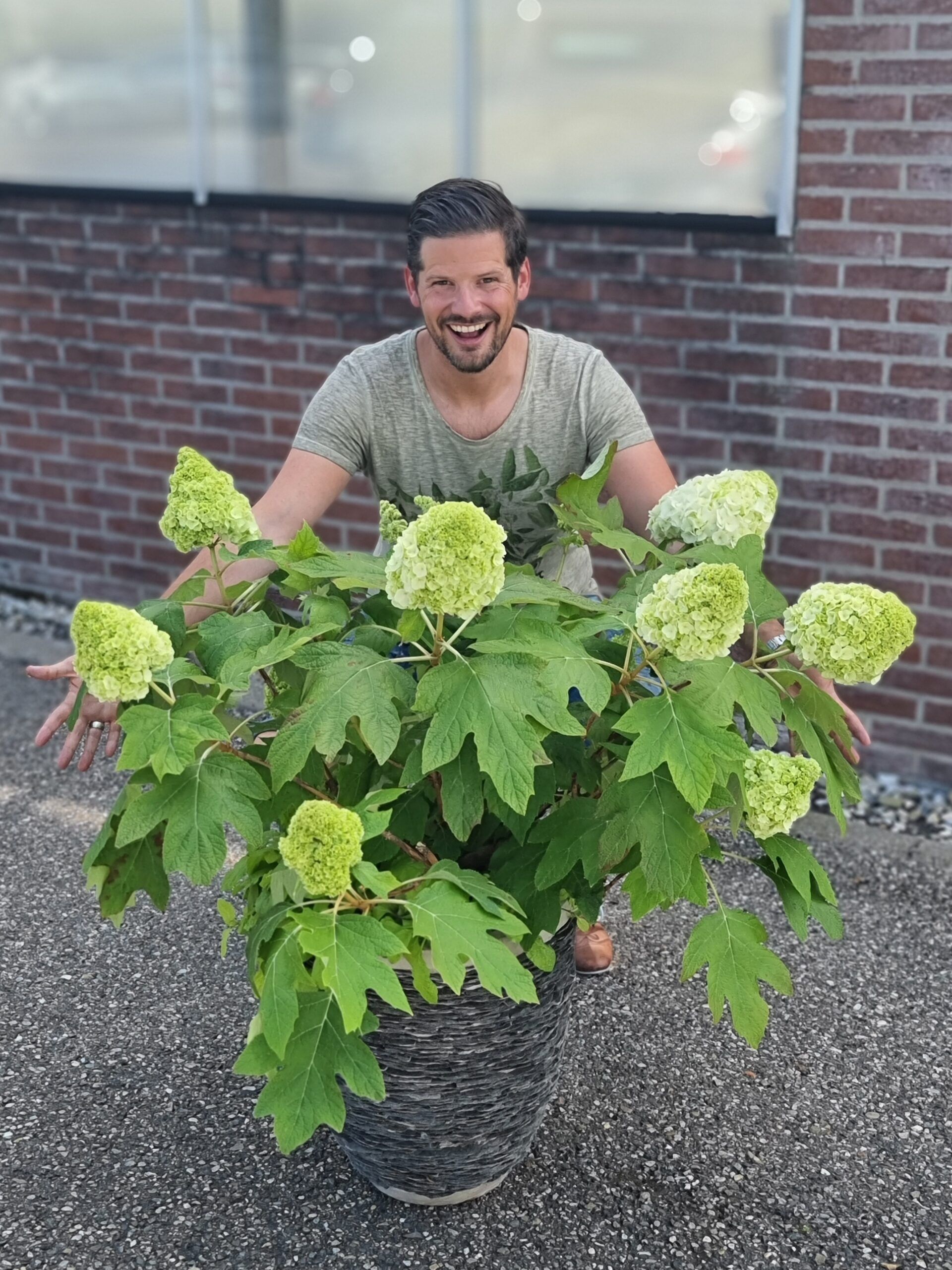 Hydrangea quercifolia TARA 6 scaled 41cd6182