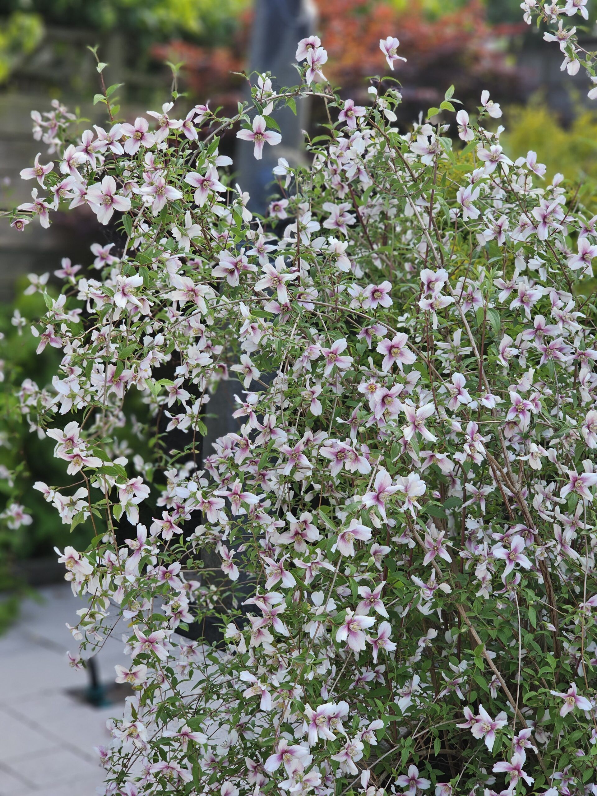 Philadelphus Petite Perfume Pink 12 scaled 4179f874