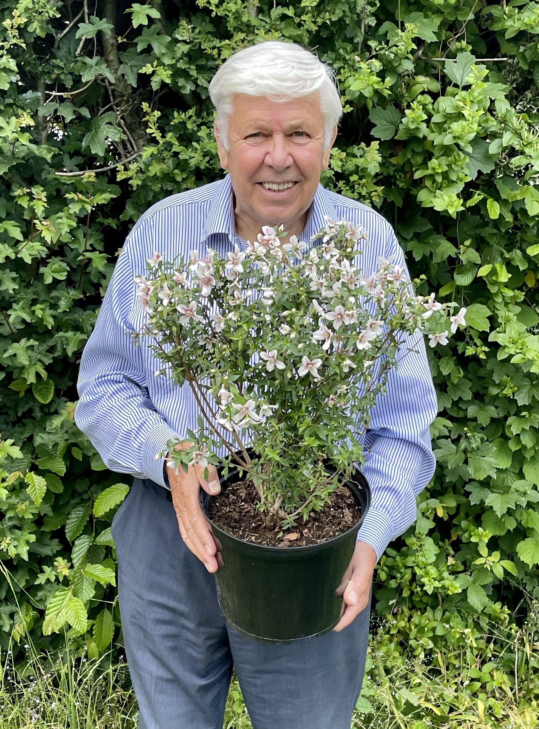 Philadelphus Petite Perfume Pink 2 scaled 41b0e644