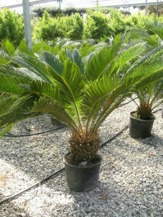 1611216148 Cycas clt10 42bb963b