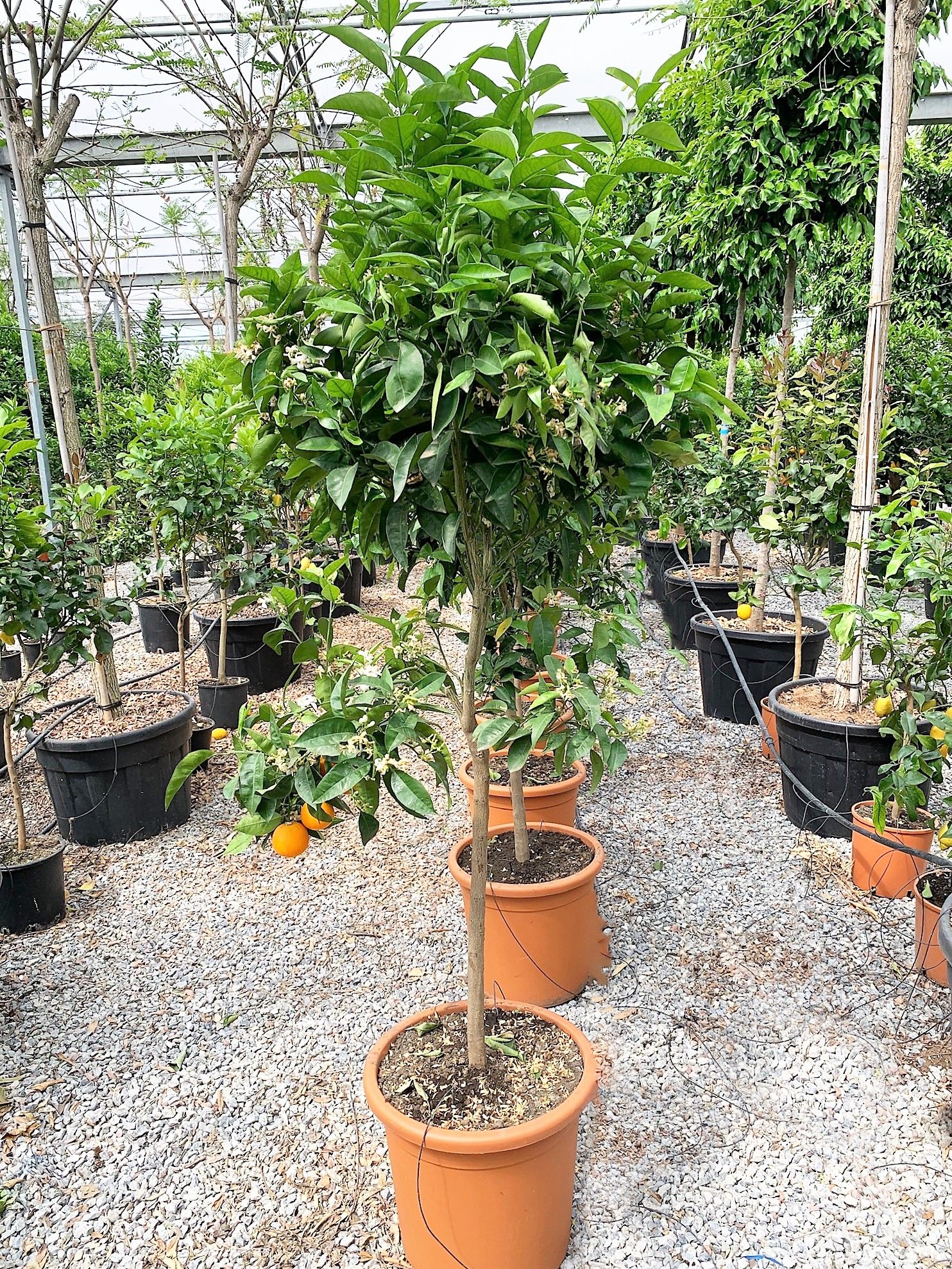 1619529479 01f78c97692020658427c2efddcdafbe01c397761a 42119d56