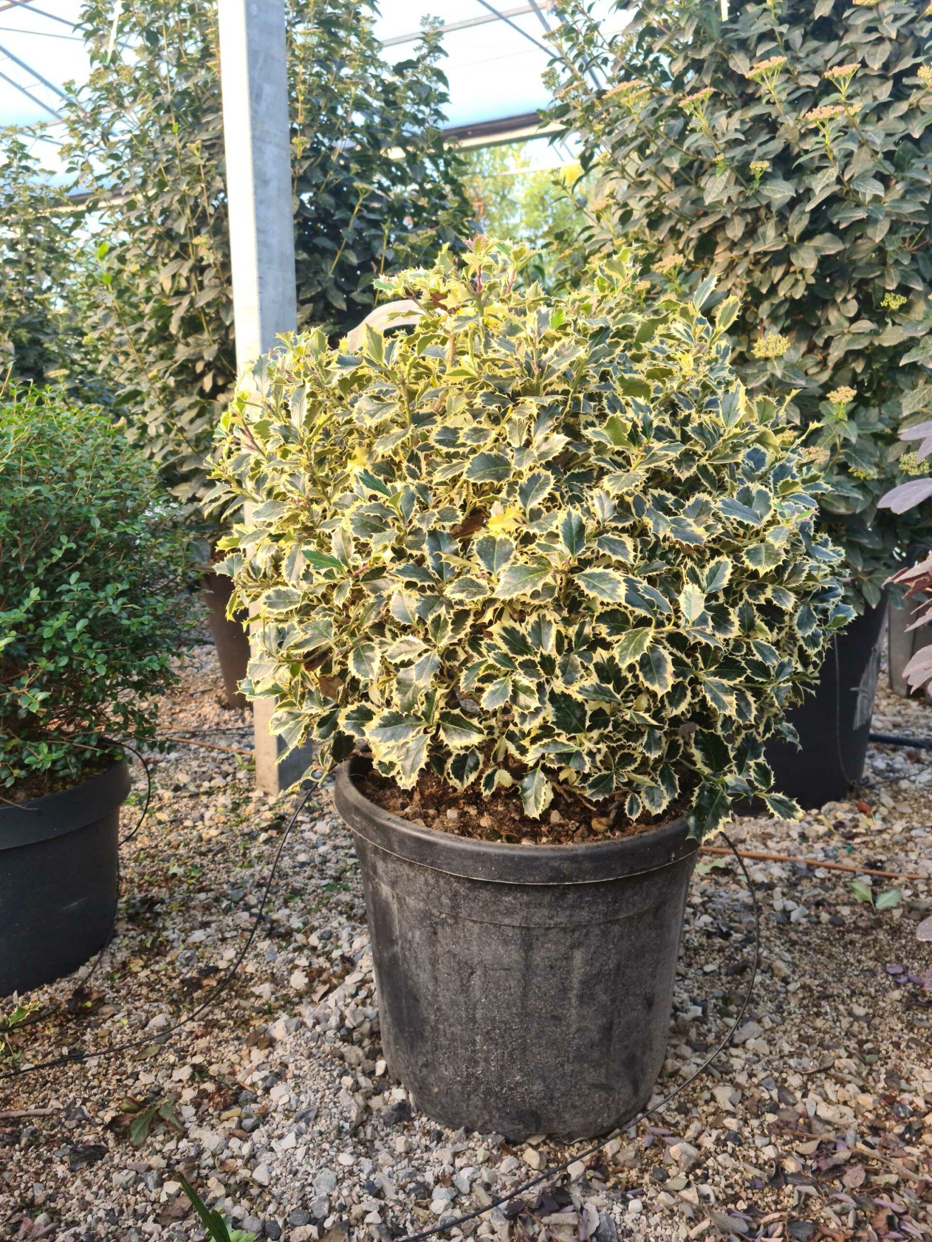 1639469487 scaled 42b71fdf