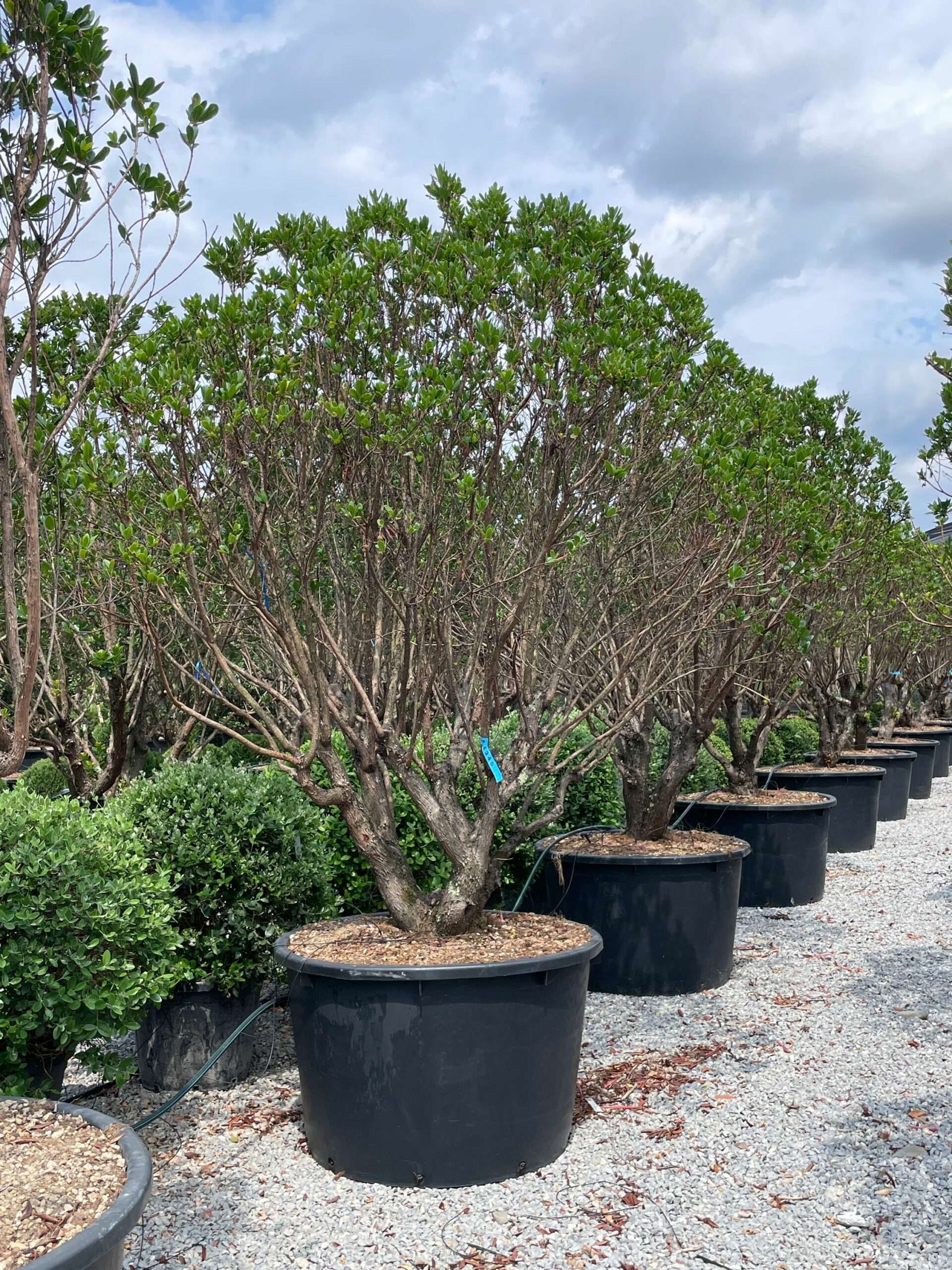 1691058927 scaled 42e233cb