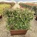 1614160574 5 Photinia x fraseri Red Robin Jardini re 60 55 00 432d9282