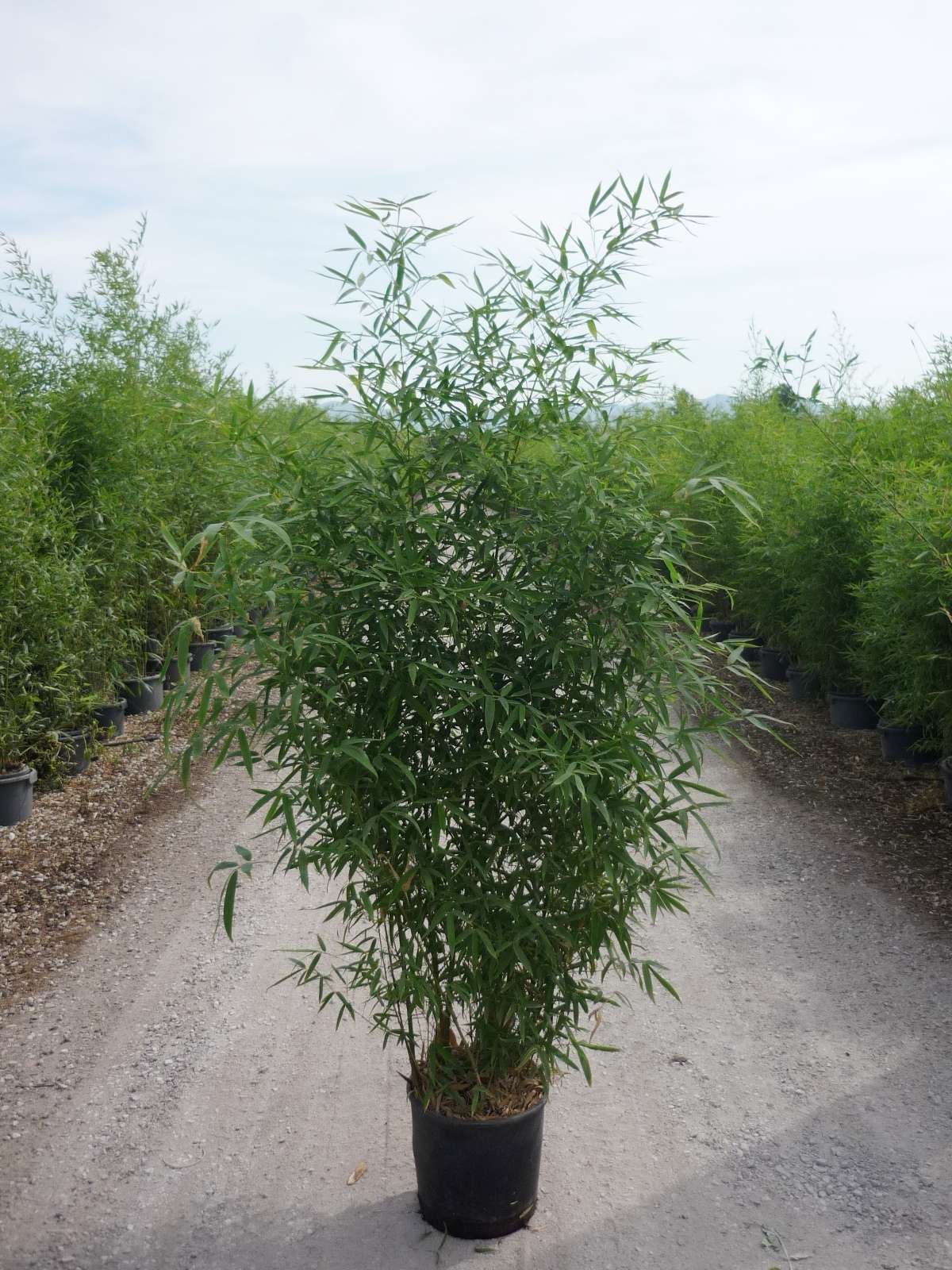 1643121561 bambusa aurea c18 200 250 4327d7a2