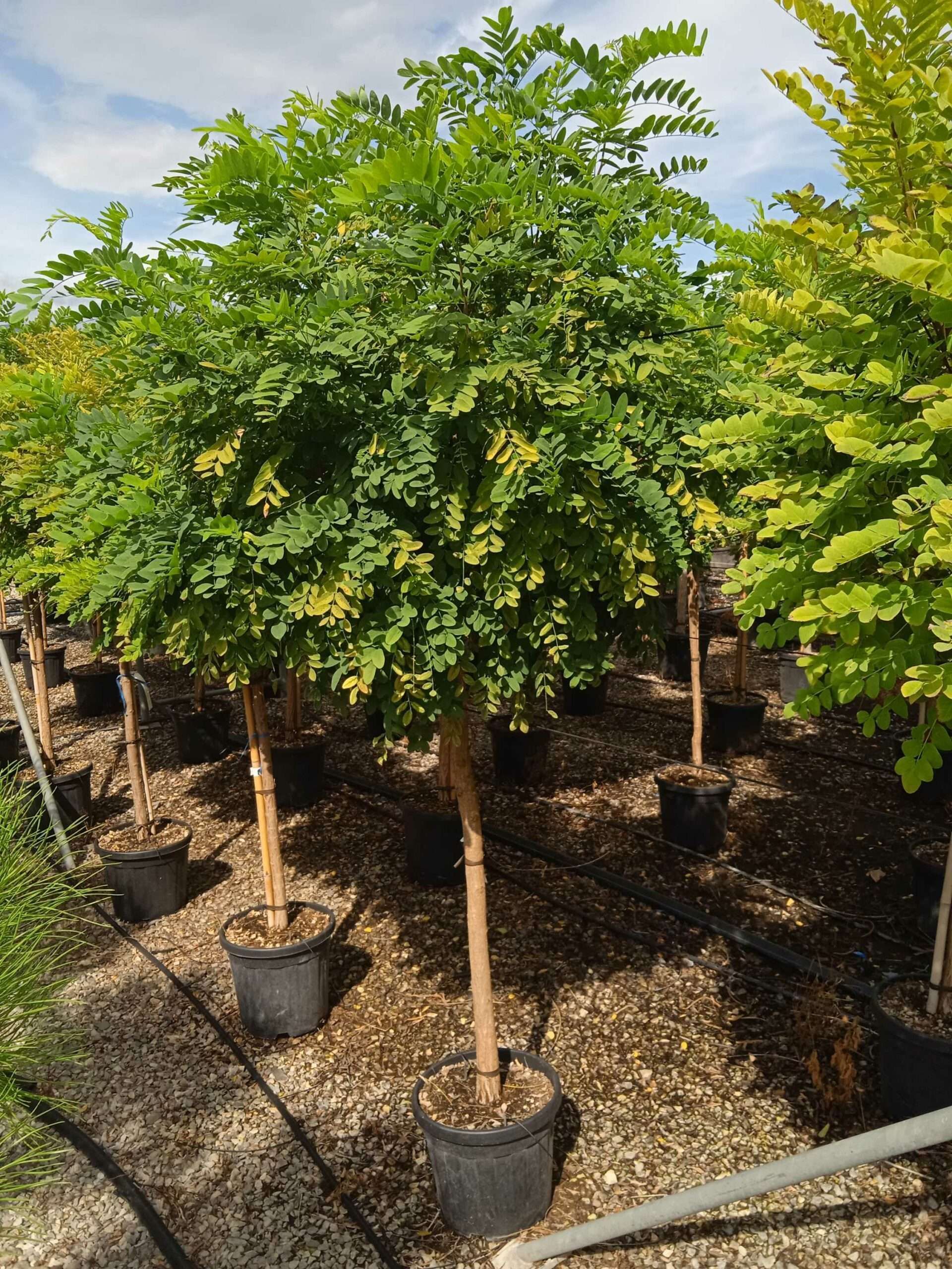 1662039519 scaled 43e3b825