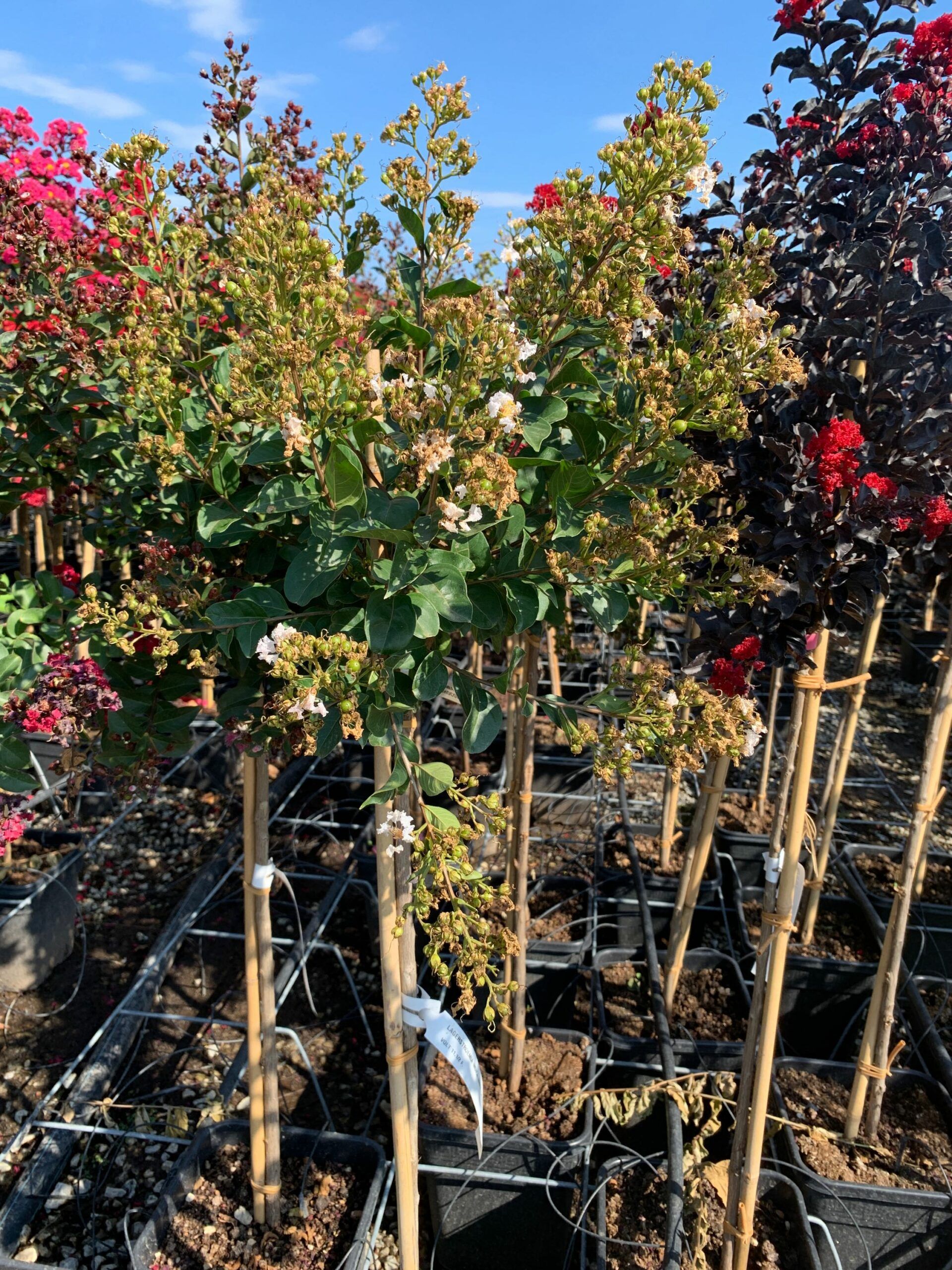 1662107744 scaled 4367a472