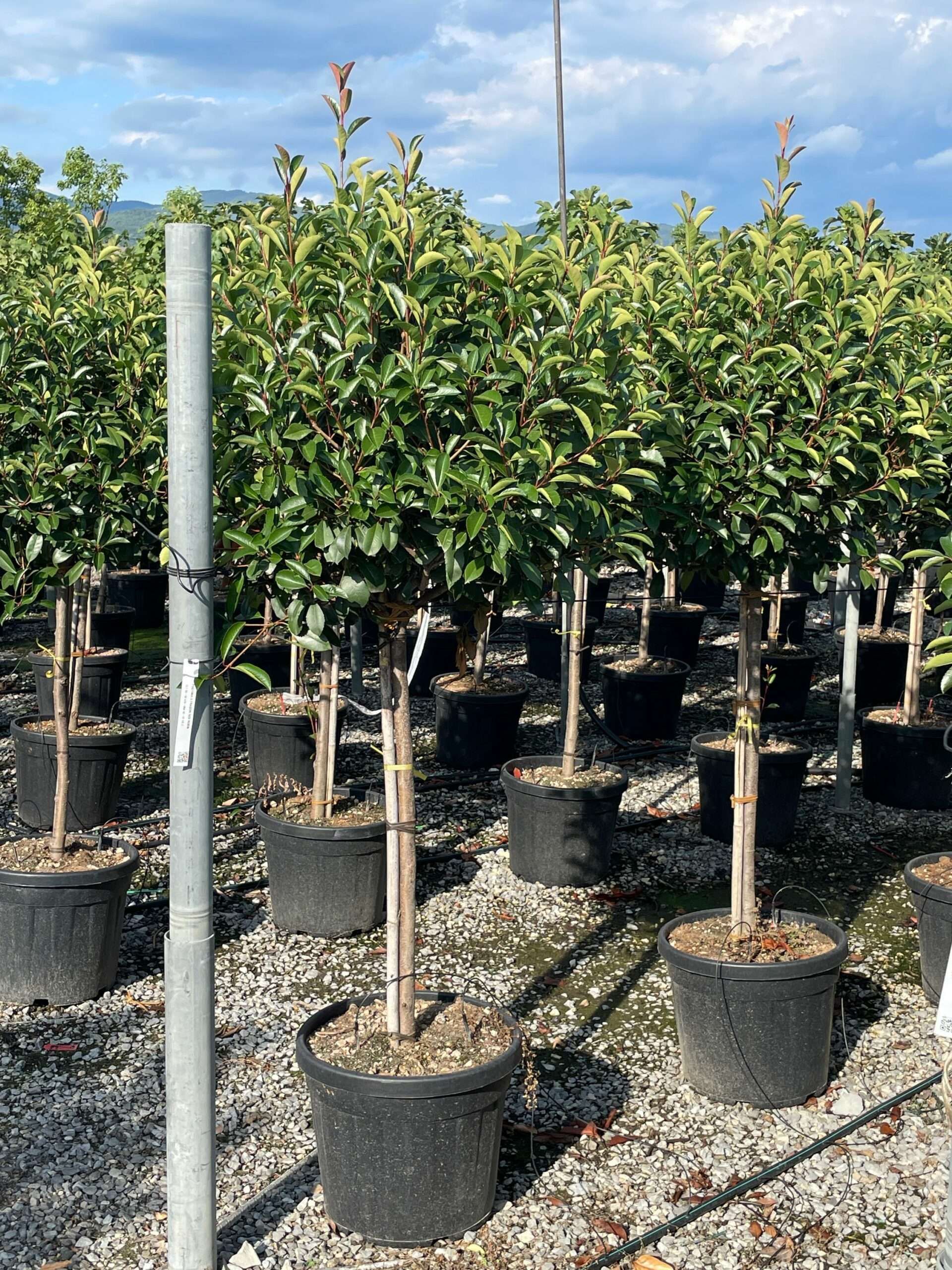 1662130610 scaled 43c9f286