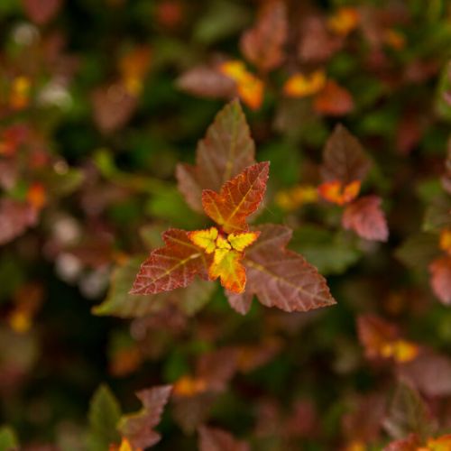 PHYSOCARPUS opalifolius 'Spicy Devil' FE ®
