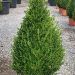 1614165311 4 Buxus microphylla Faulkner Clt 20 090 100 Cone 48 00 443cef98