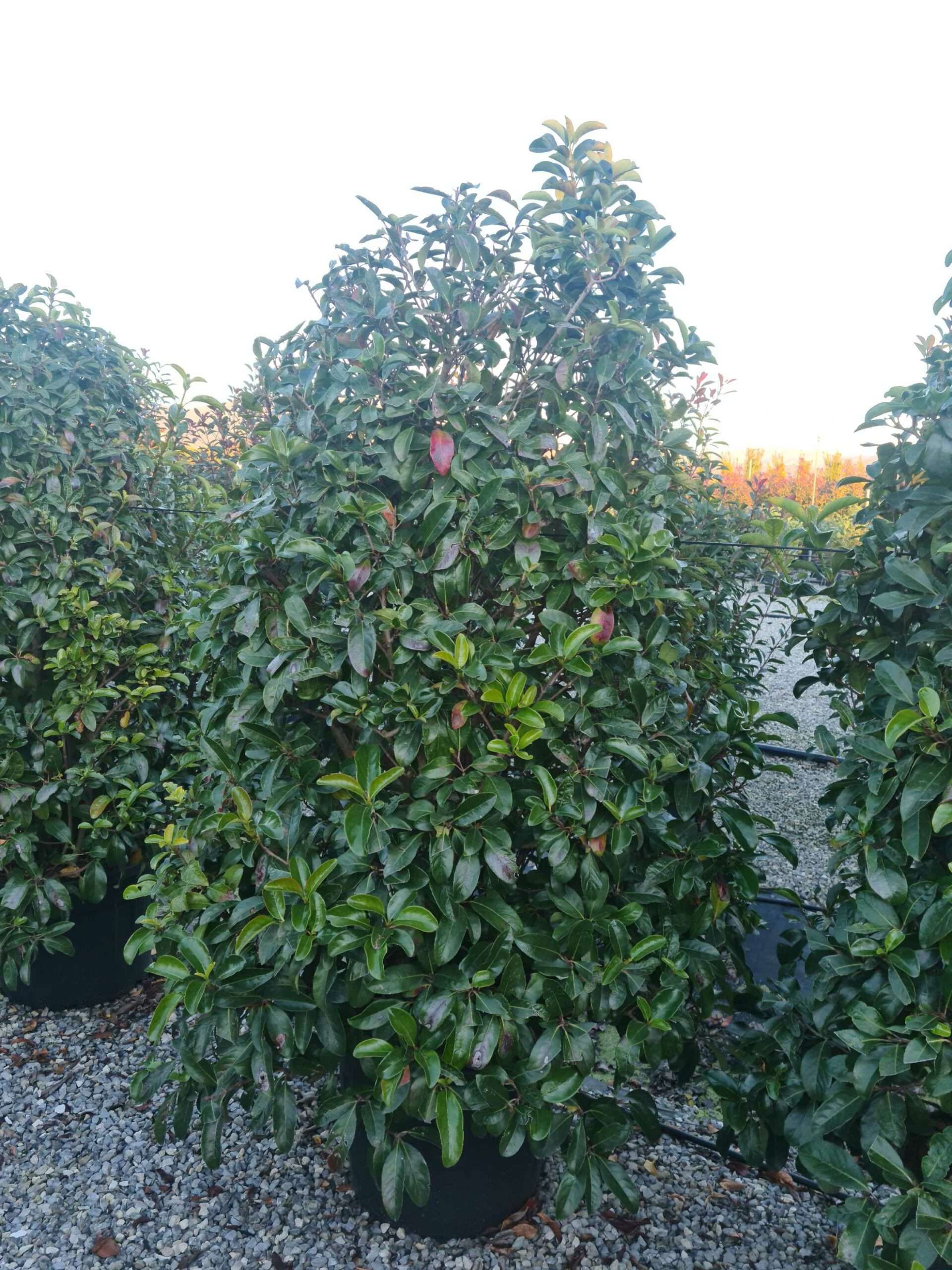 1639667721 scaled 441e0fc4