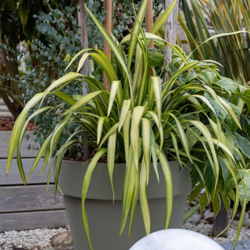 PHORMIUM tenax 'Lemon Spritzer' ®
