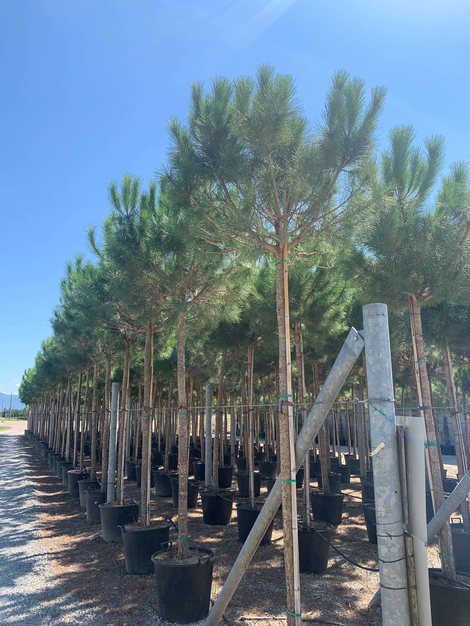 1647108692 xvcbs 4546554b