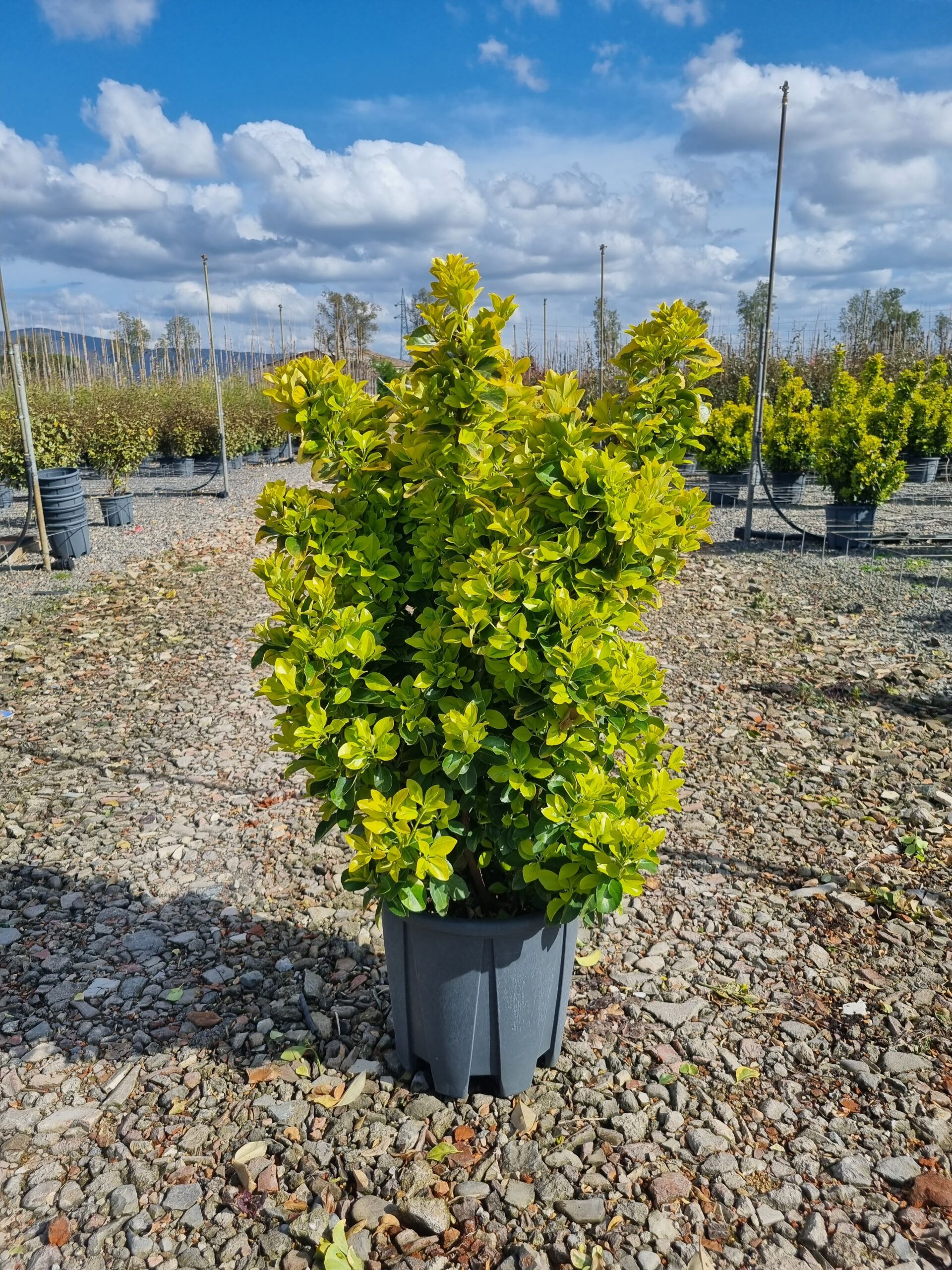 1680275687 Euonymus elegant. aureus clt18 080 100 scaled 450a5351