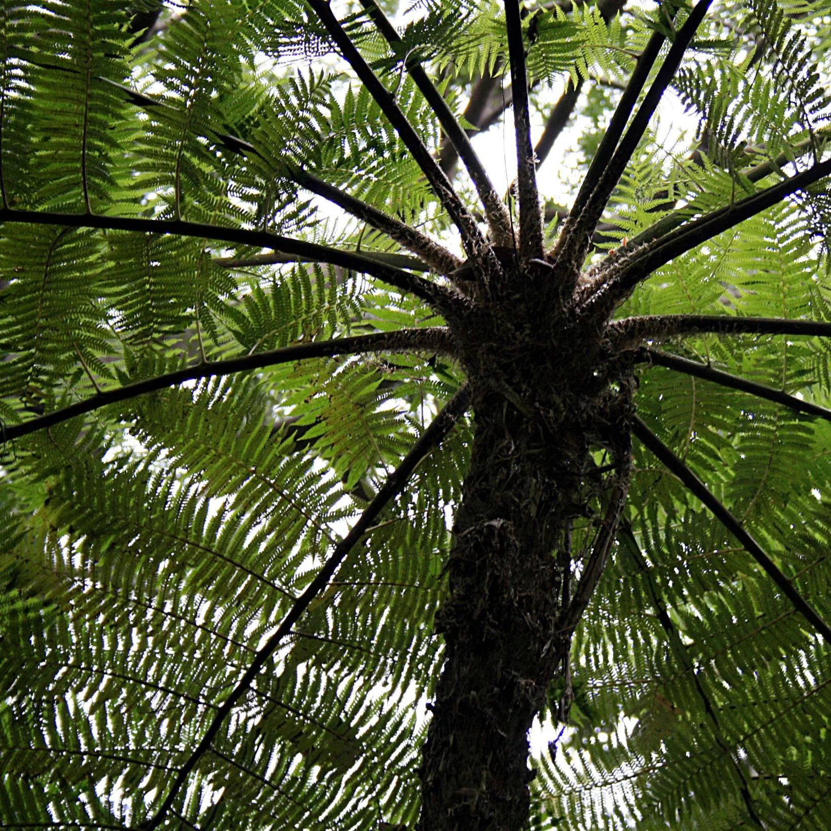 Cyathea cooperi 84989 2 45a577b7