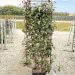 1614157867 15 Photinia x fraseri Red Robin Vqlt 25 150x055 Pleached 55 00 4626b8b4