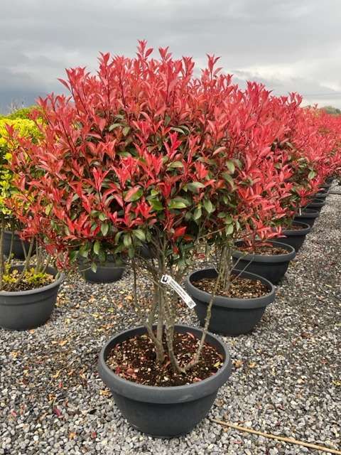 1680428111 IMG 6990 467ff0ba