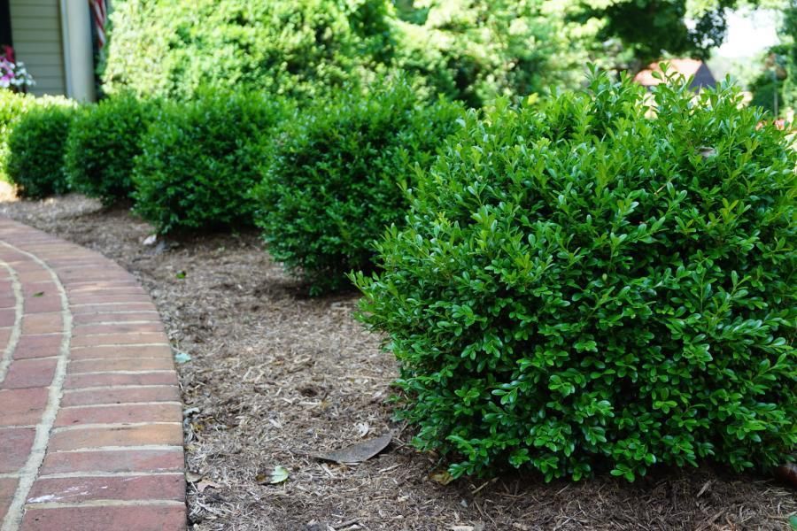 buxus newgen independence 431 2 469acac6
