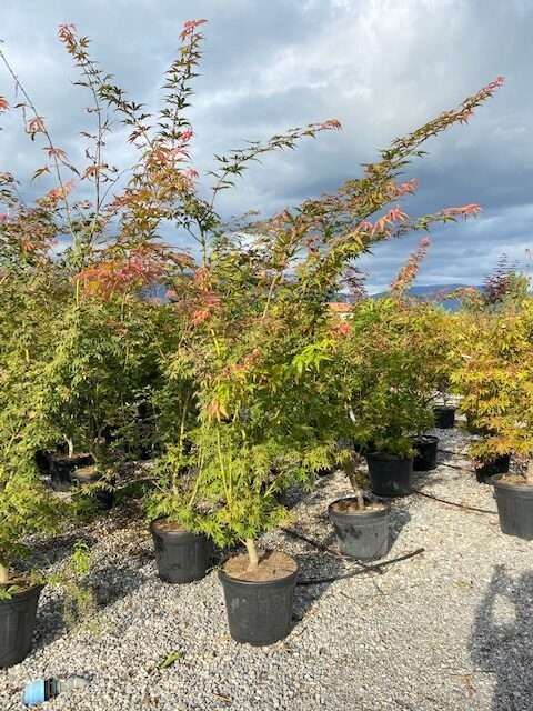 1608570355 rotated 472cc954