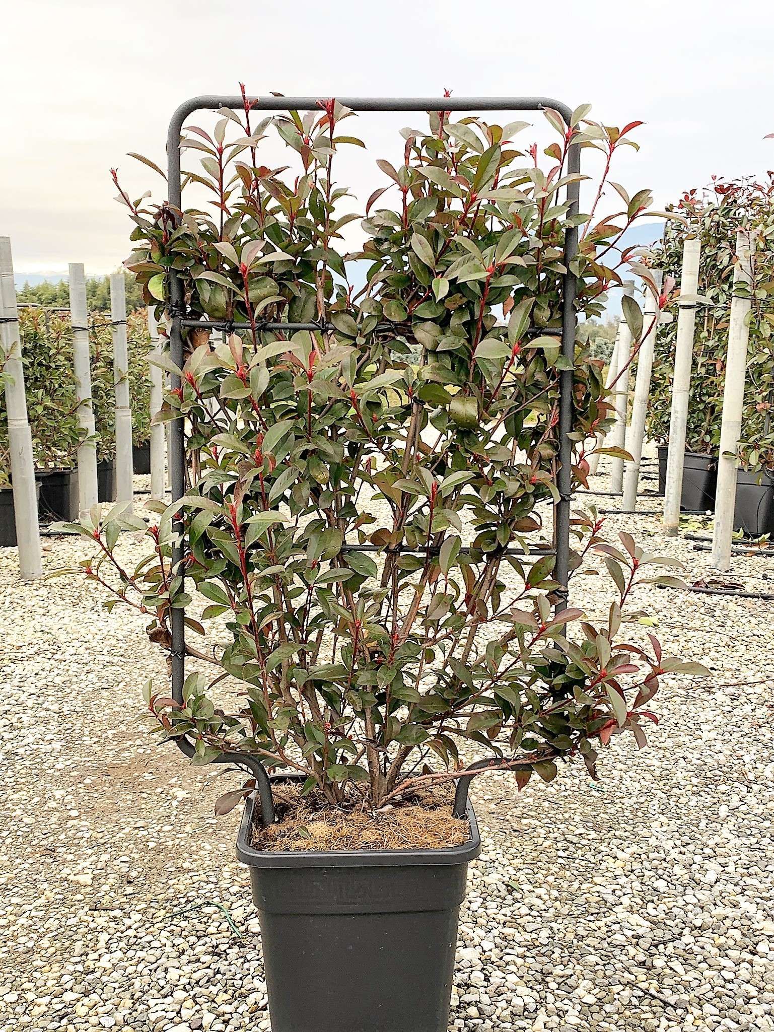 1614157867 1 Photinia x fraseri Carr Rouge Vqlt 18 090x050 Pleached 36 00 4737bf75