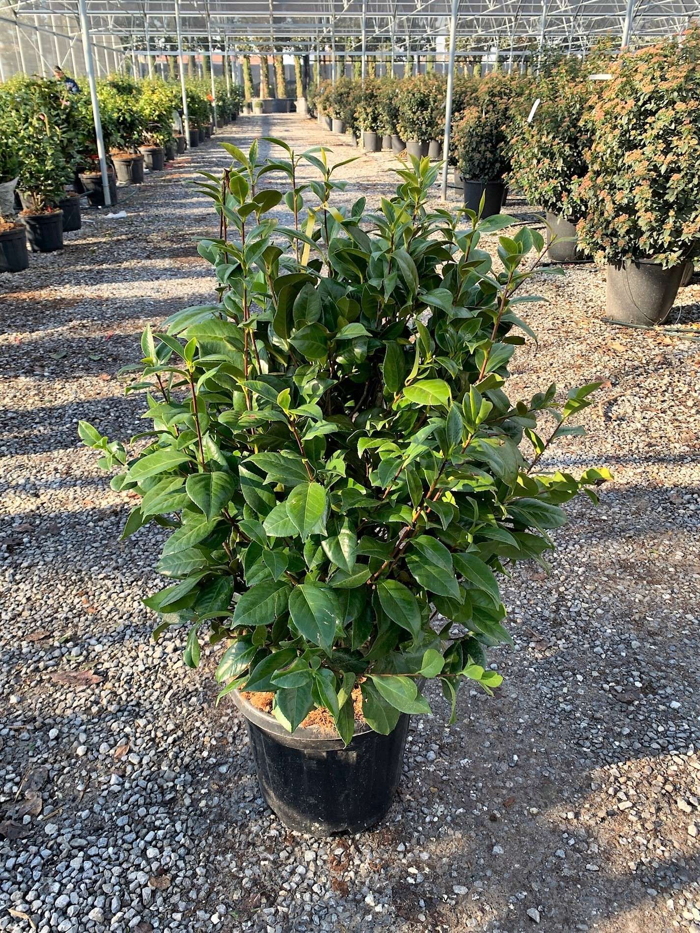 1640272214 017af620e3c59c0867a269eb0b98e7fc17f4b8c656 47ee9be3