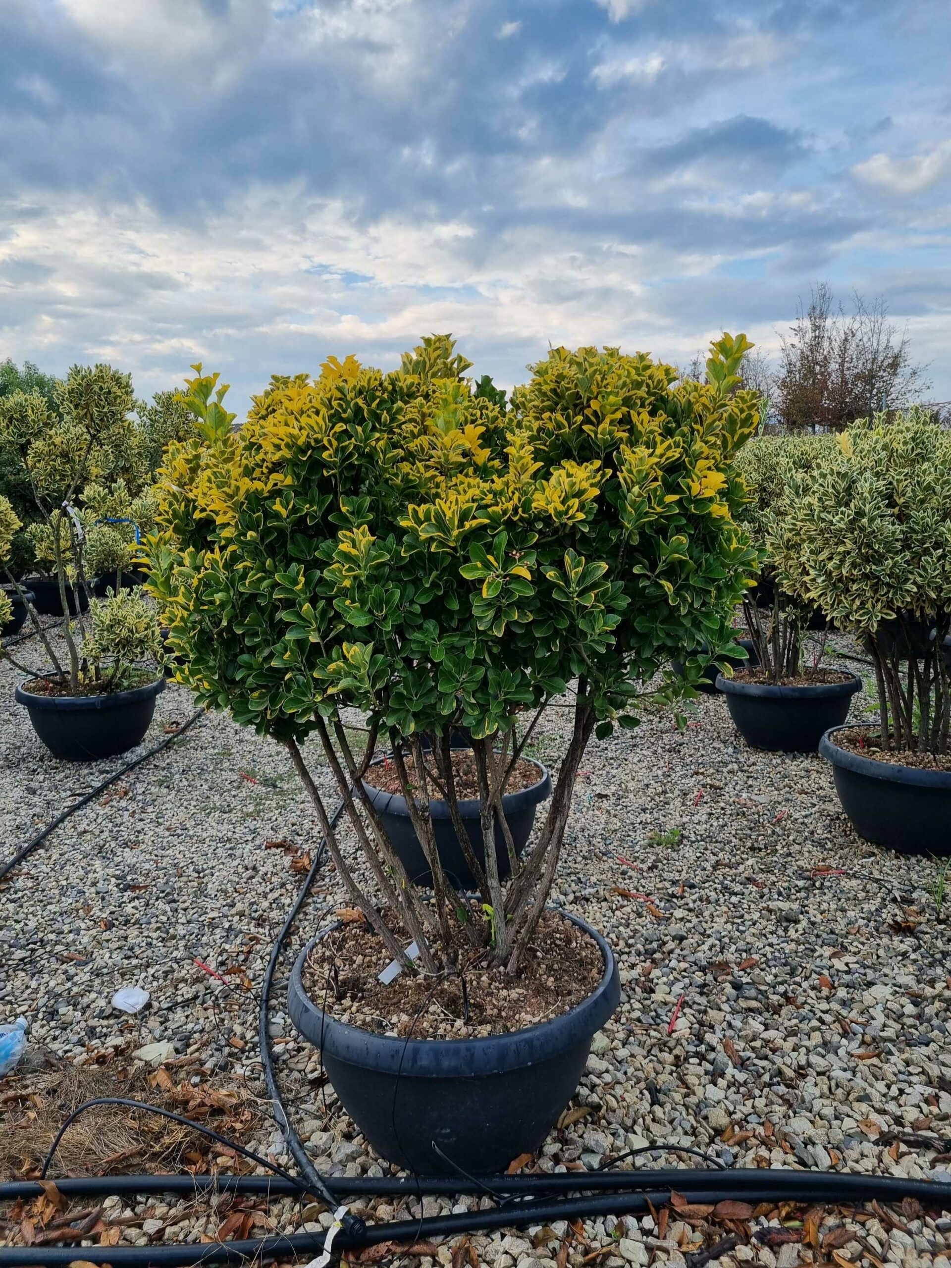 1665385207 scaled 47570323