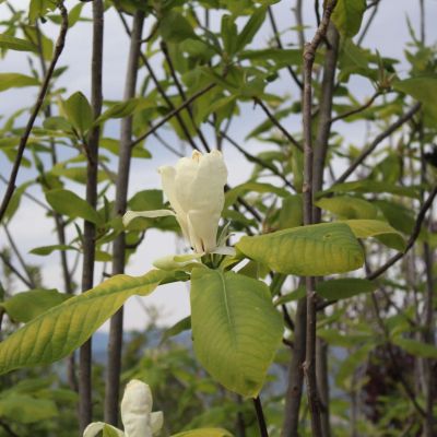 MAGNOLIA tripetala