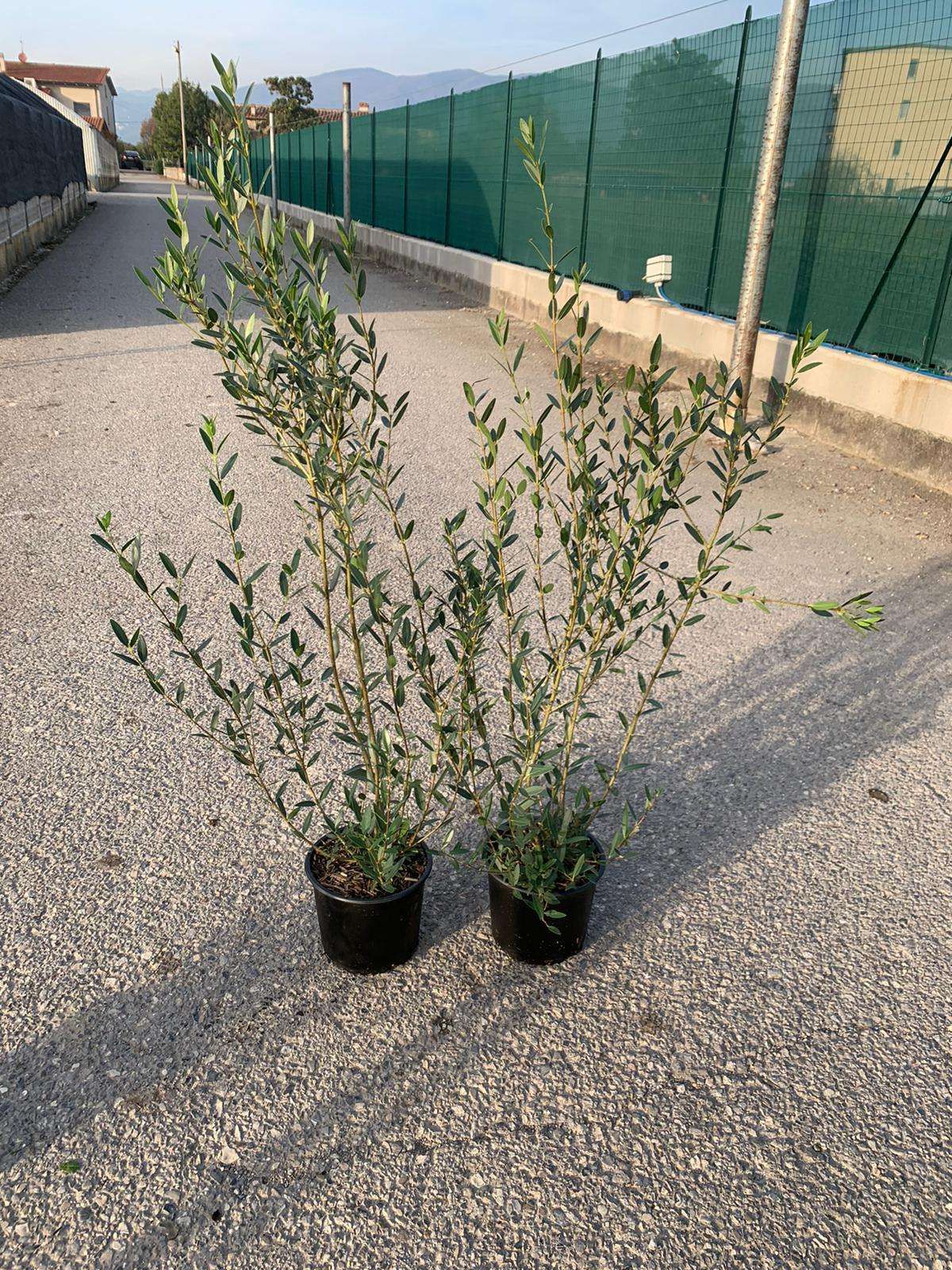 1613029173 Phillyrea Angustifolia c3 60 80 1 48e1cc39