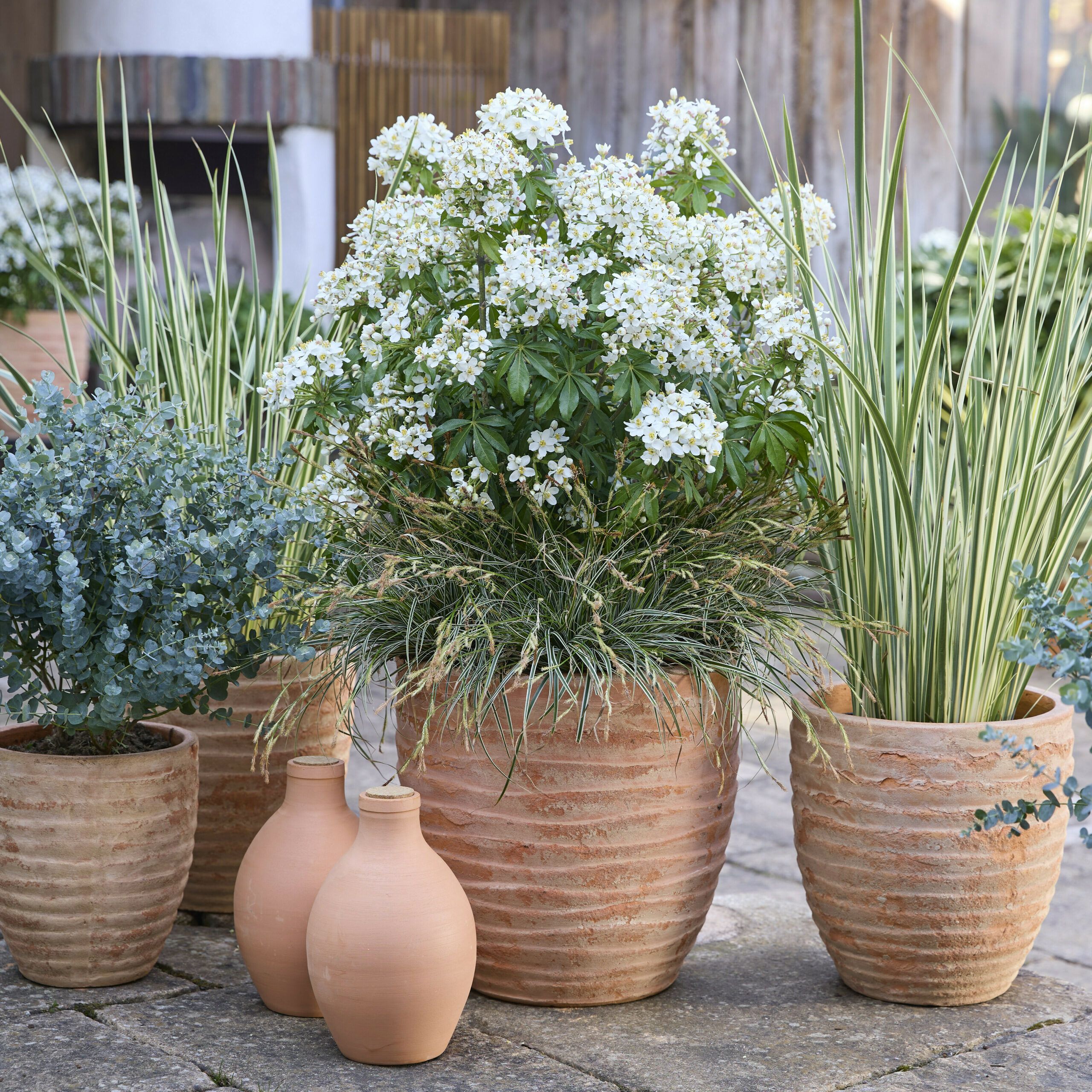 Choisya Greenfingers 9 scaled 48905ead