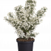 Olearia Spring Bling 1 scaled 48a475e7
