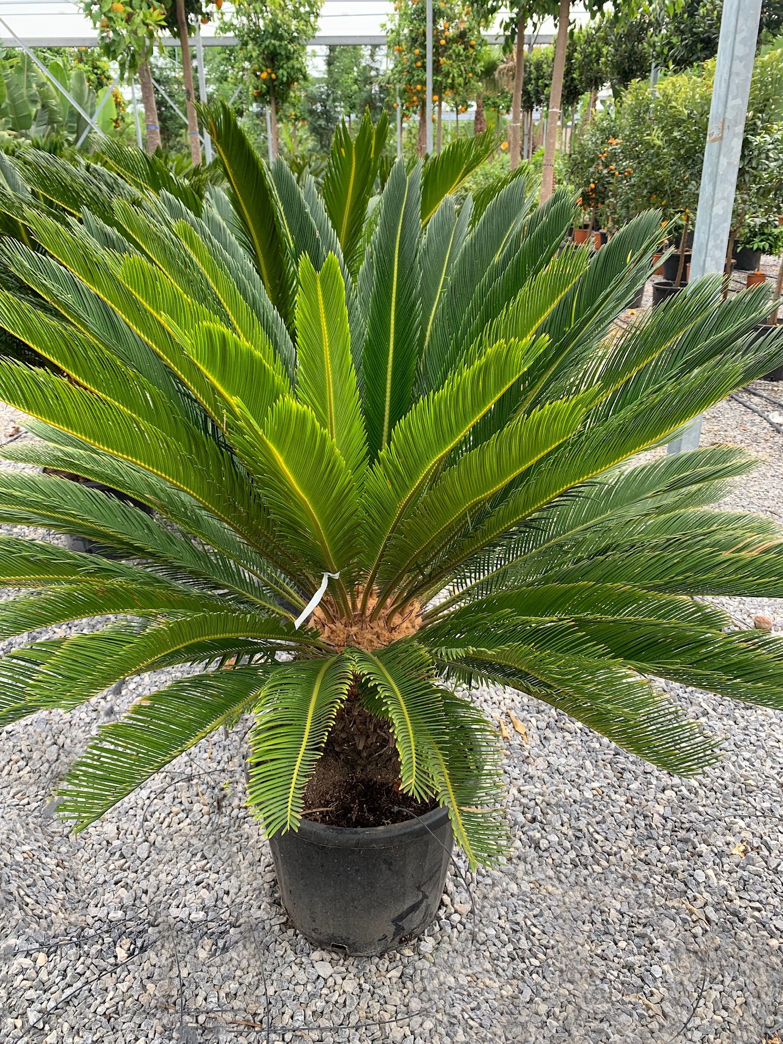 1619784777 IMG 0057 49b3f6c3