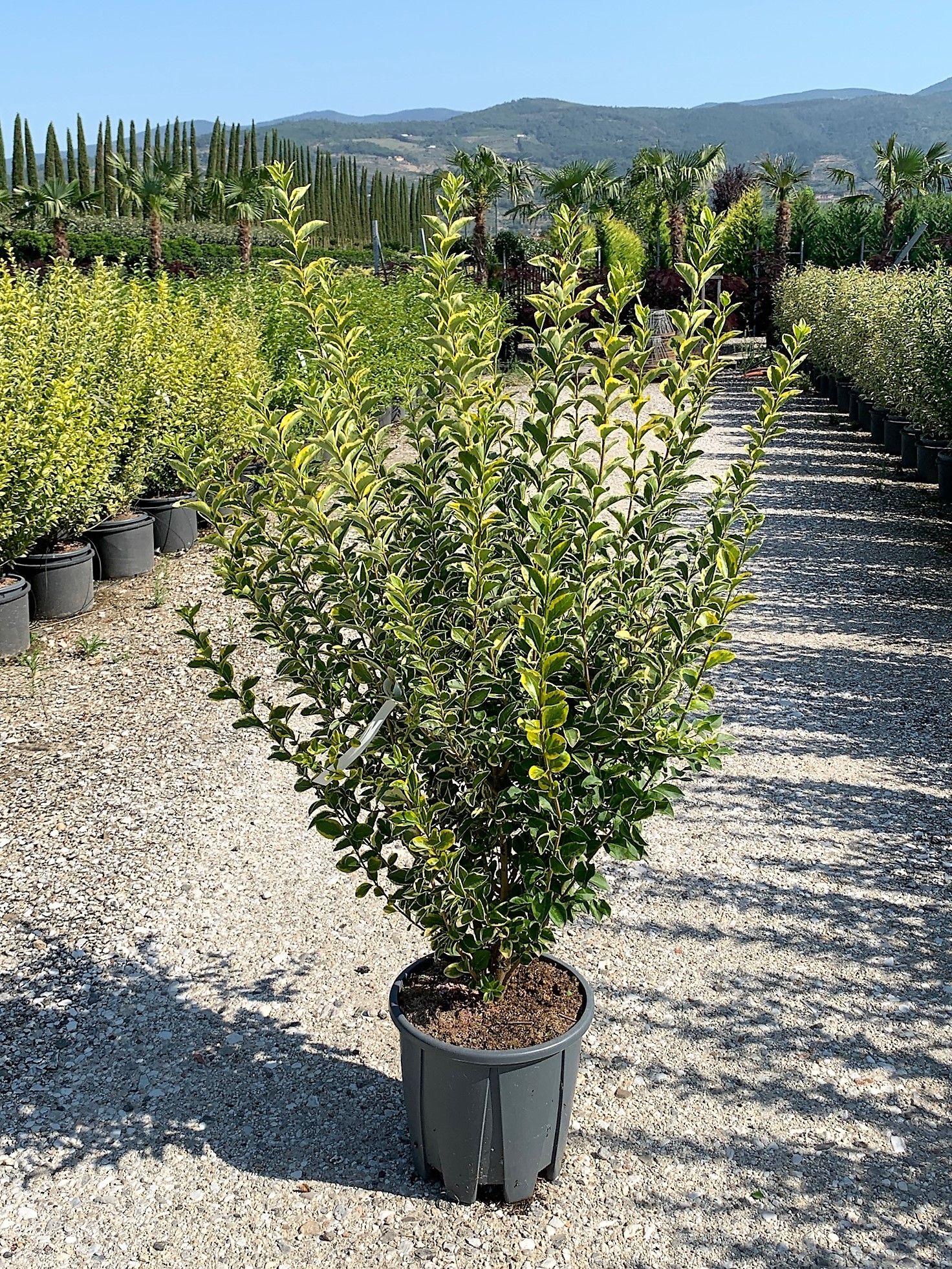 1629973276 01f36579aeb53044cc3c8a8141c2d098d29eaa4635 4916736f