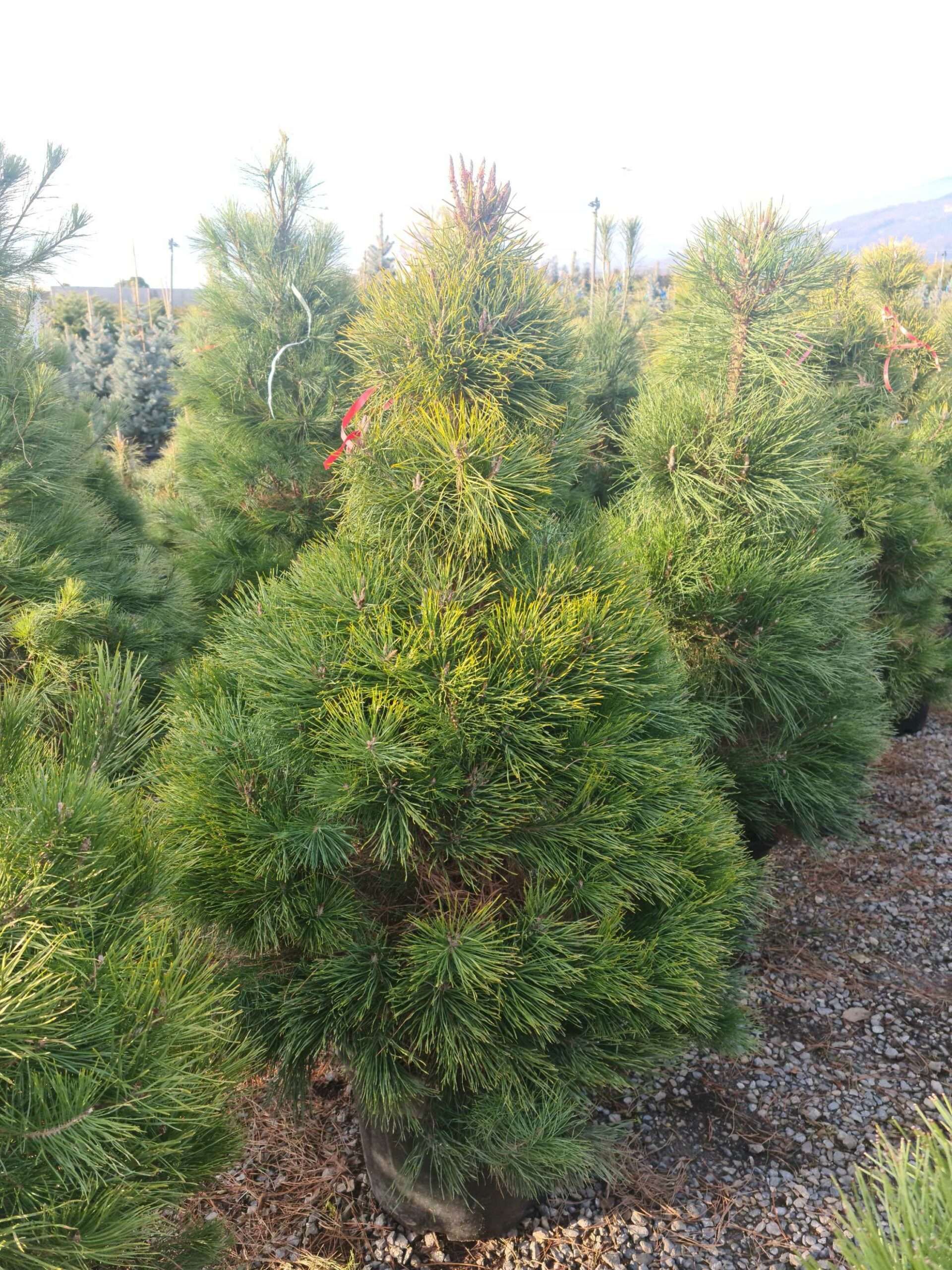 1639490942 scaled 49320318