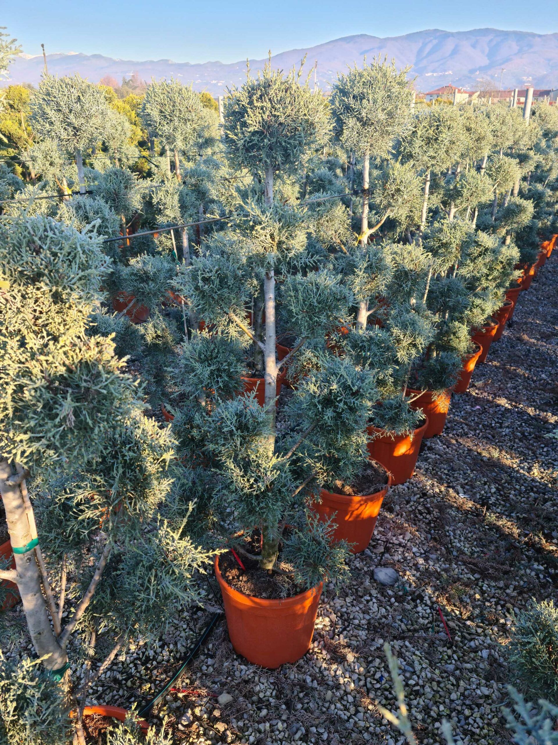 1639814575 scaled 49957198