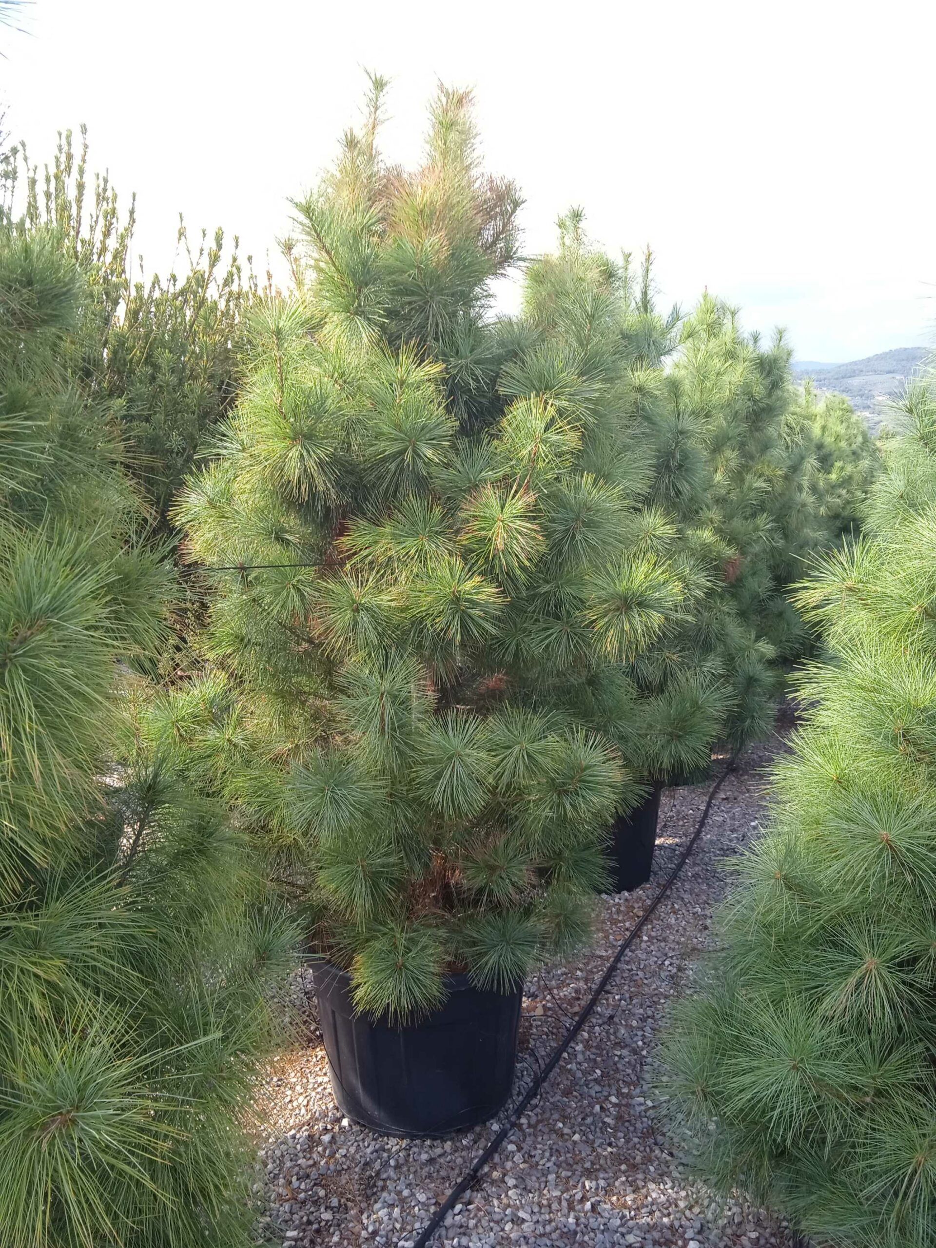 1662128989 scaled 49132b37